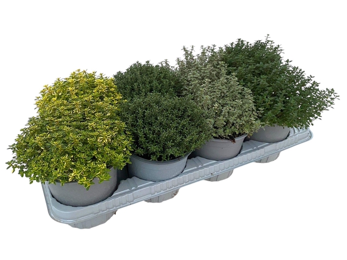 <h4>Thymus gemengd in tray</h4>