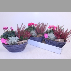 ARR TUINPLANTEN