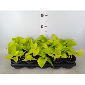 Epipremnum pinn. 'Golden Pothos'