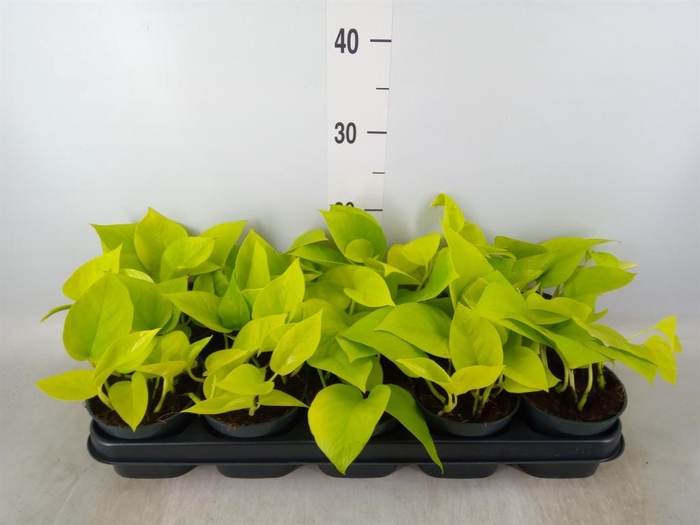 <h4>Epipremnum pinn. 'Golden Pothos'</h4>
