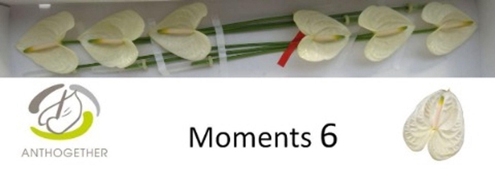 <h4>Anthurium andr. 'Moments'</h4>