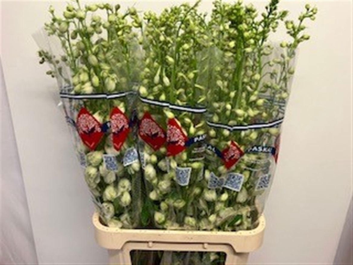 <h4>Delph Du Guardian White</h4>