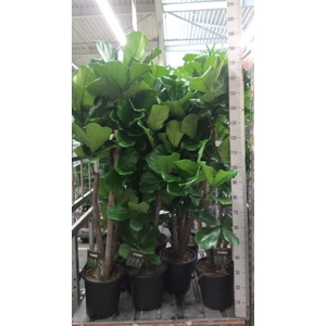 Ficus lyrata