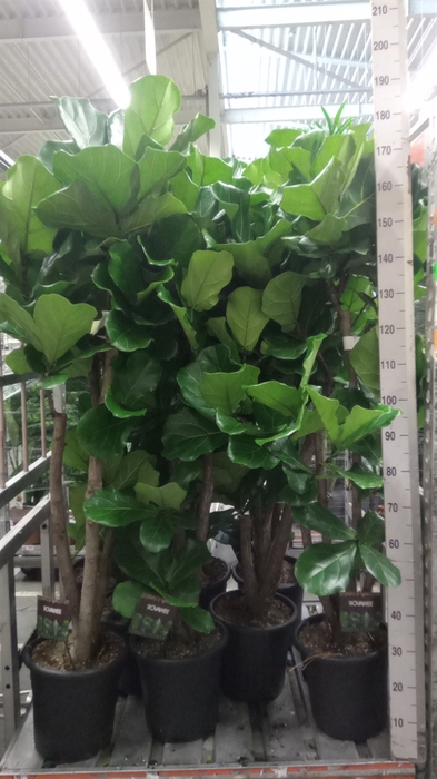 Ficus lyrata