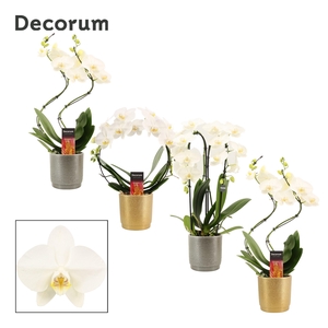 Phalaenopsis vormen mix 2 tak wit in Gabriël (Deco-collection)