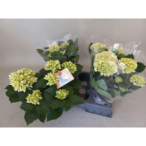 Hydr M Crystal Palac