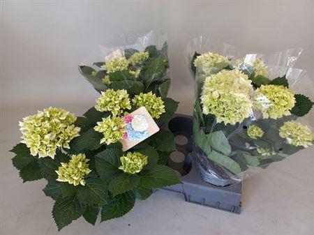 <h4>Hydr M Crystal Palac</h4>