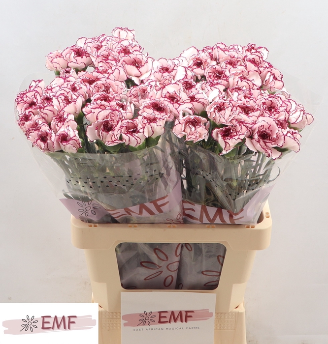 <h4>DI ST DAMASCUS</h4>