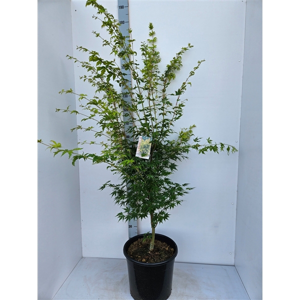 <h4>Acer palmatum 'Sangokaku'</h4>
