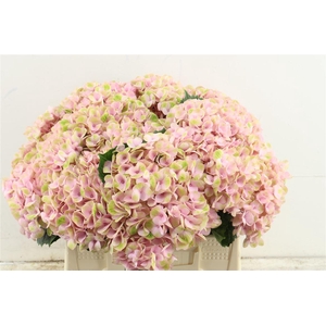 Hydr M Revolution Pink 40-16