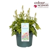 Heucherella Pink Revoluti