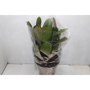 BROMELIA IMPERIAL P27 VERDE/VERMELHO