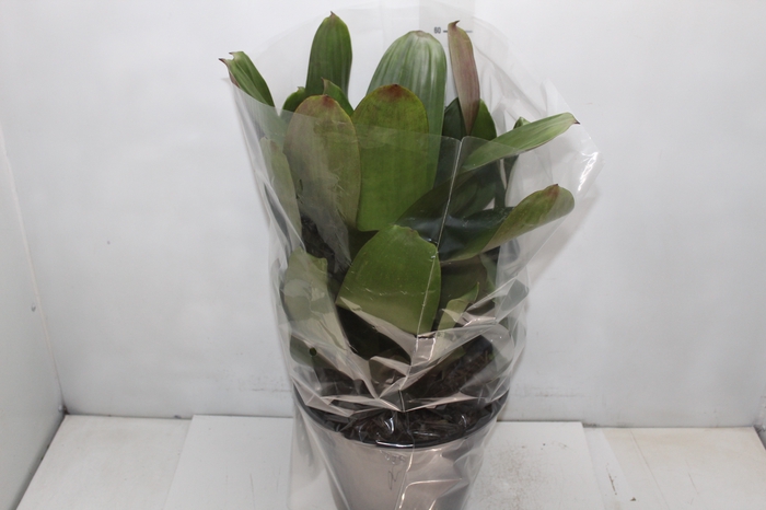 <h4>BROMELIA IMPERIAL P27 VERDE/VERMELHO</h4>