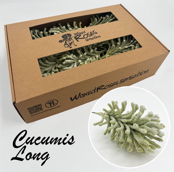 <h4>Zijde Cucumis Lang Icy Light Groen Wx</h4>