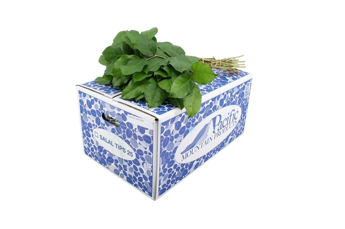 <h4>Salal Tips</h4>