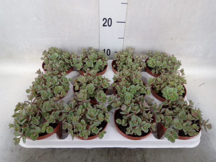 <h4>Sedum cauticola 'Lidakense'</h4>