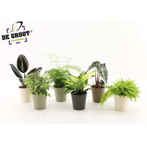 kamerplanten