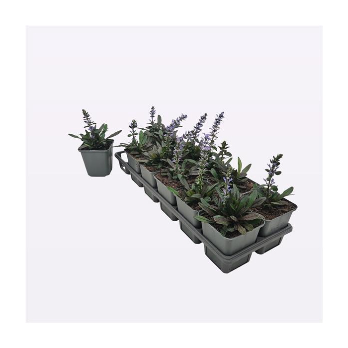 <h4>Ajuga reptans Chocolate Chips</h4>