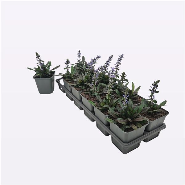 <h4>Ajuga Reptans Chocolate Chips</h4>