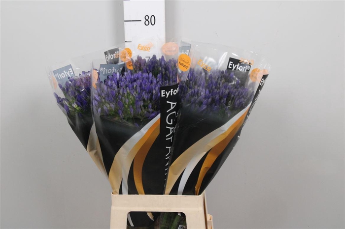 <h4>Agap Eyfori Blue</h4>