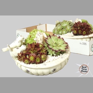 ARR SEMPERVIVUM