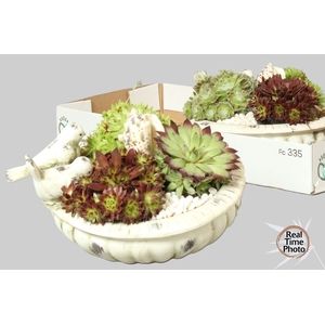 ARR SEMPERVIVUM