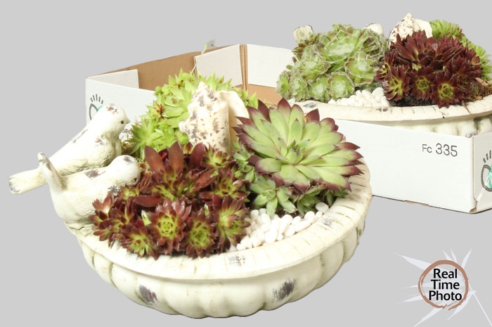 <h4>ARR SEMPERVIVUM</h4>