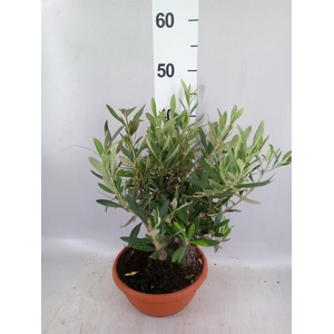 Olea europaea
