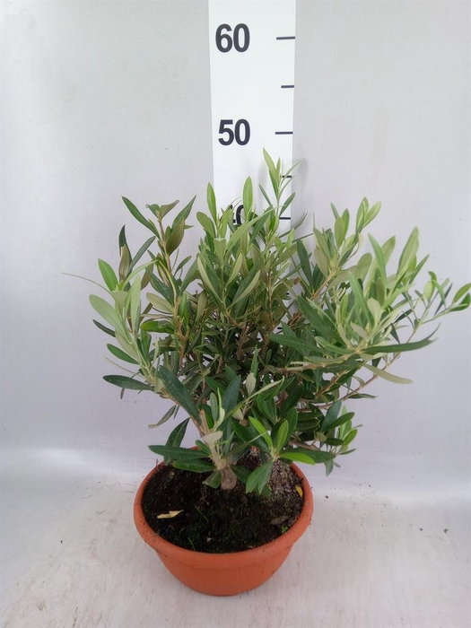 <h4>Olea europaea</h4>