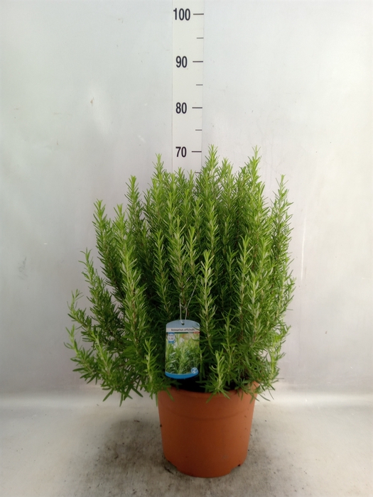 <h4>Rosmarinus officinalis   ...</h4>