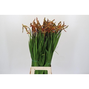 Chasmanthe Saturnus Promo