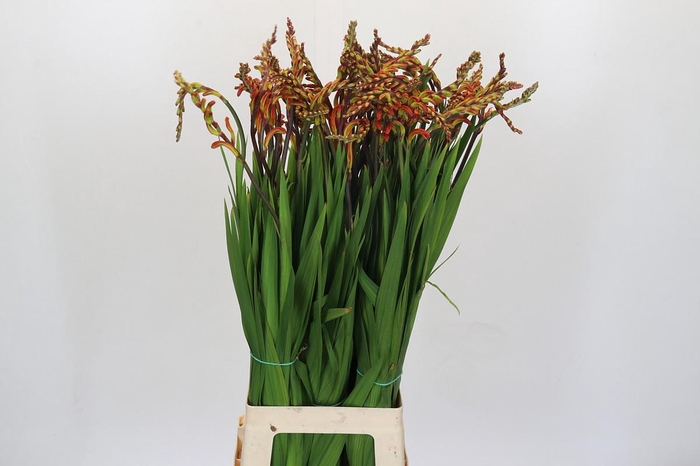 <h4>Chasmanthe Saturnus</h4>