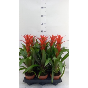 Guzmania  'Ostara'