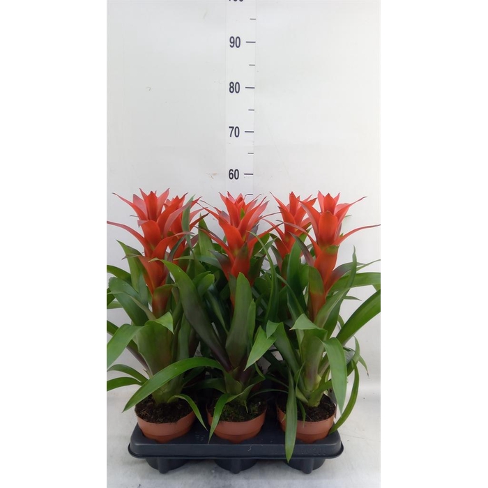 <h4>Guzmania  'Ostara'</h4>