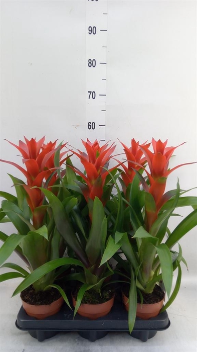 <h4>Guzmania  'Ostara'</h4>