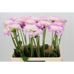 Dahlia Sweet Love
