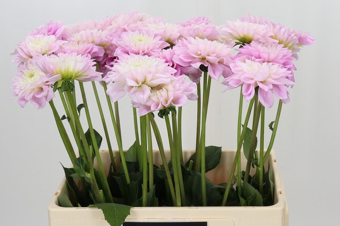 <h4>Dahlia Sweet Love</h4>