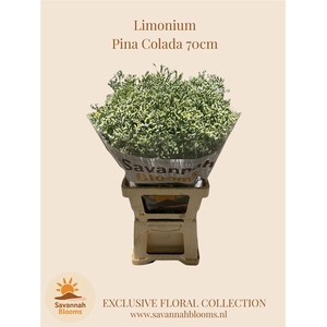 Limonium pina colada