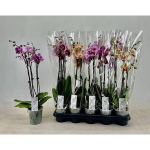 PHAL GEM