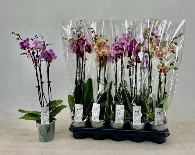<h4>PHAL GEM</h4>