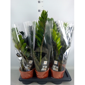 Zamioculcas zamiifolia 'Dowon'