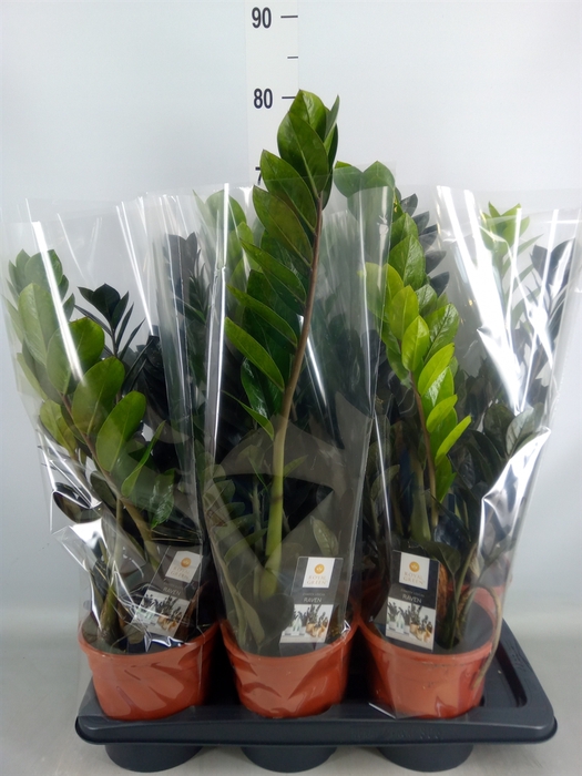 <h4>Zamioculcas zamiifolia 'Dowon'</h4>