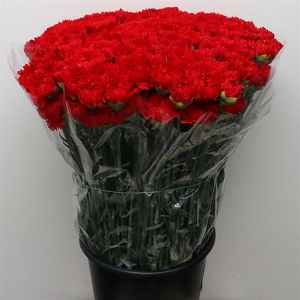 Di St Arona Red
