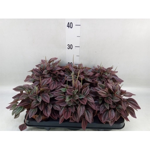 Peperomia caperata 'Cayenne'