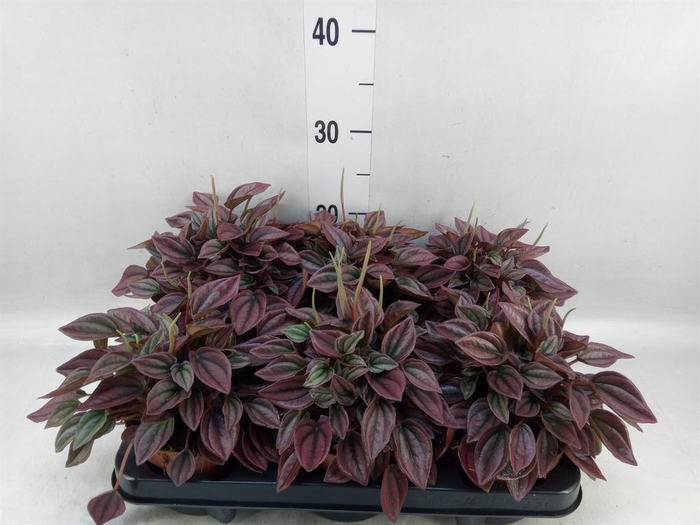 <h4>Peperomia caperata 'Cayenne'</h4>