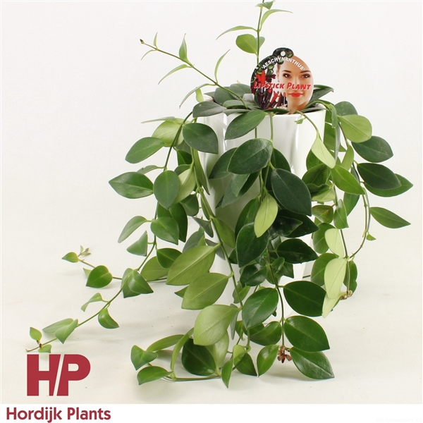 <h4>Aeschynanthus Mona Lisa Keramiek Wit</h4>