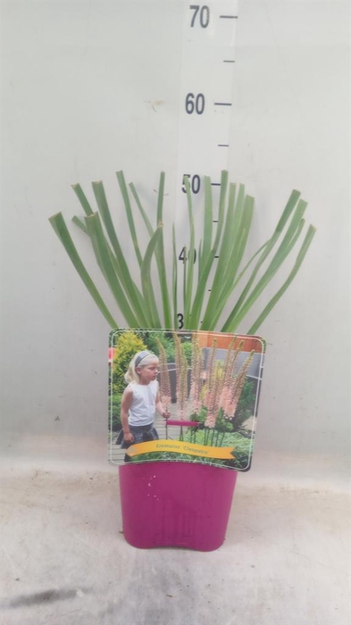 <h4>Eremurus   ...</h4>