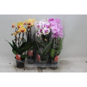 PHAL CASCADE MIX 2 TAK