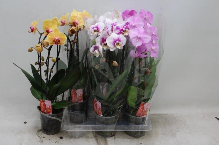 <h4>PHAL CASCADE MIX 2 TAK</h4>