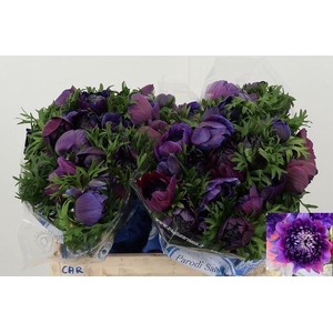 ANEM CO CARILL BLACK